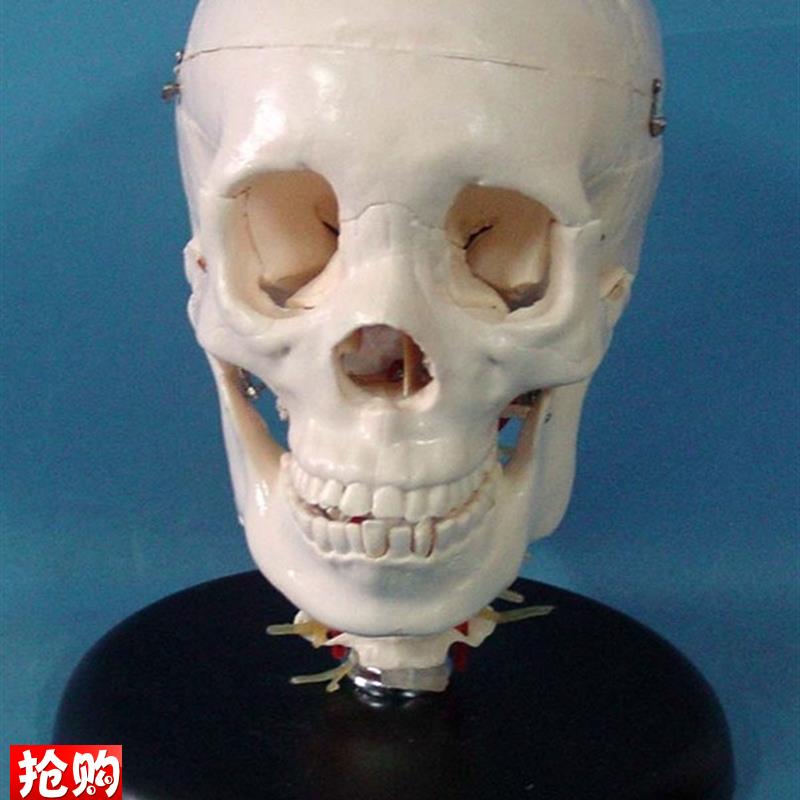 1:1头骨模型骷髅头骨骼U骨架医用模型