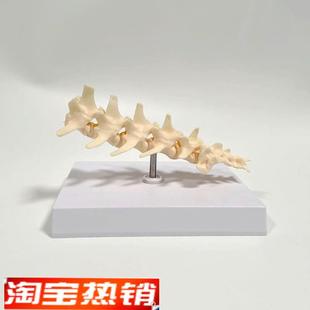 狗脊椎模型e仿真塑胶动物骨头犬科兽医药促销礼品腰椎骨关节后腿