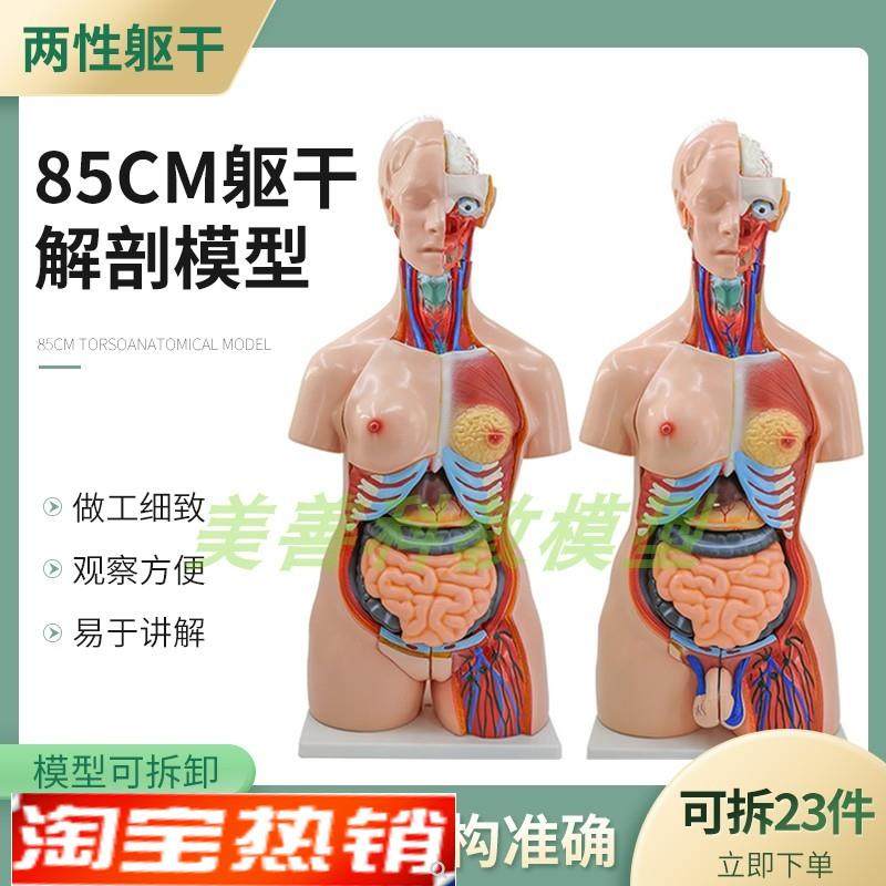 教学85CM人体躯干模型两性躯干C解剖附内脏模型女性躯干器官构造