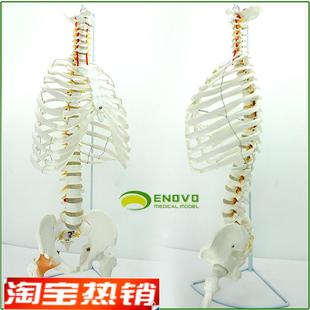 ENOVO颐诺医学人体脊柱模型腰B椎骨盆整骨胸骨肋骨胸腔骨骼架模型
