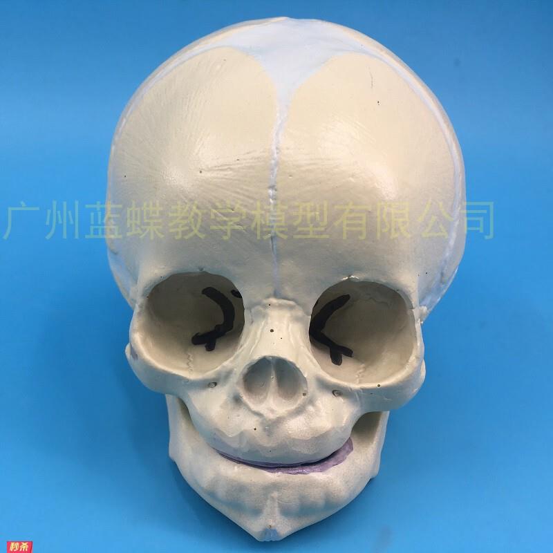 婴儿头颅婴儿头骨模型儿童头骨30周胎儿头颅模型儿童病理研究