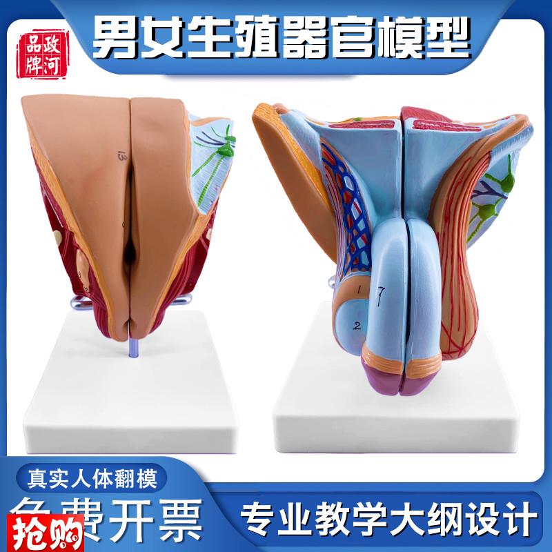 政河男女性生殖器官结构解剖模型可拆装5部件尿R道会阴构造教学用