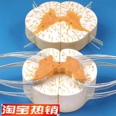 脊髓与脊神经分支放大模型GDS/A18103