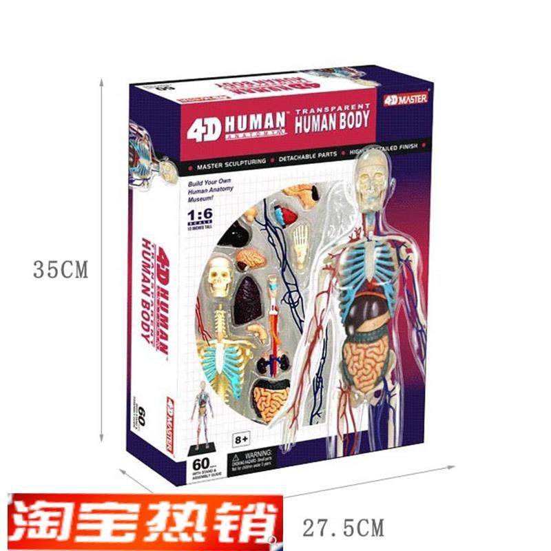 4DMASTER人体p解剖拼装模型生物教学模型教具全身透明人