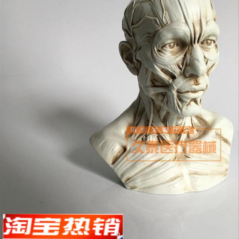 艺用人体骨骼模型美术肌肉像绘画解E剖人头骨架结构教学图医用头