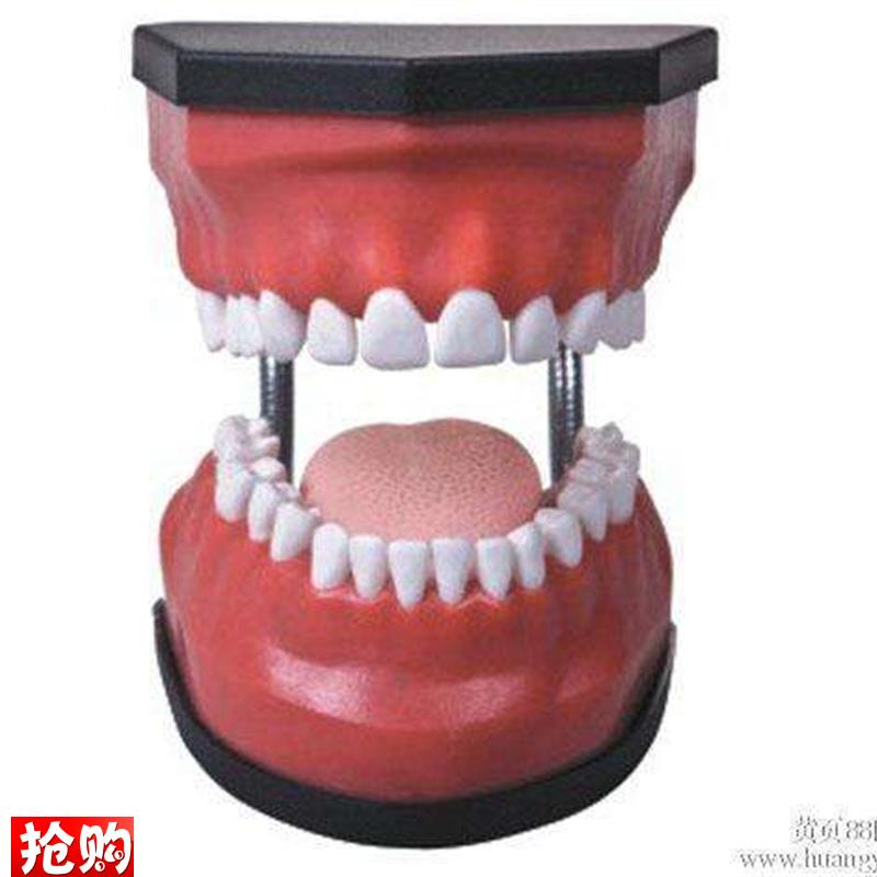牙齿护理保健模型牙x模型口腔洗护训练练习模具