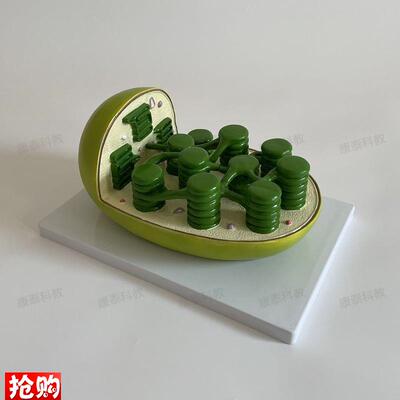 康泰叶绿体e模型植物细胞生物教学仪器中学校实验装备器材细胞器