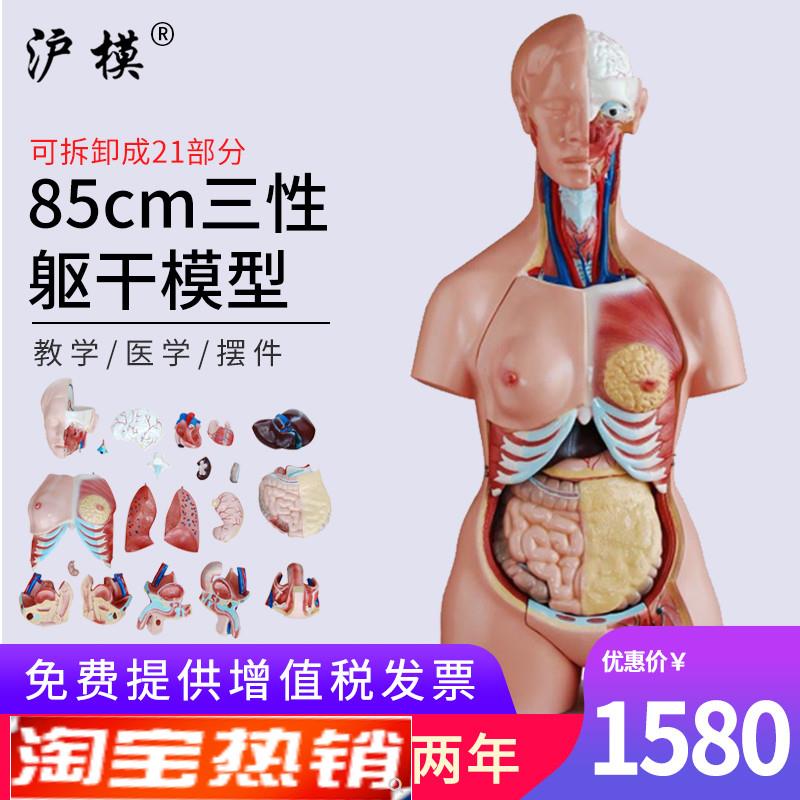 沪模85cm三性互换躯干模型可拆分21部件医y学解剖学人体内脏器官