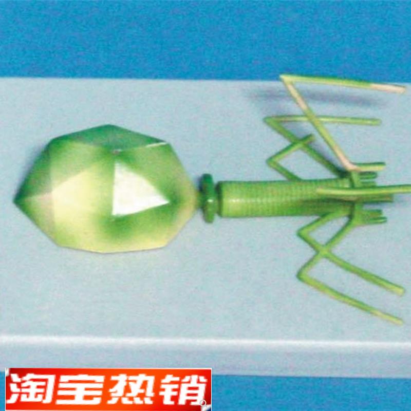 噬菌体病毒k模型分子模型医用教学模型
