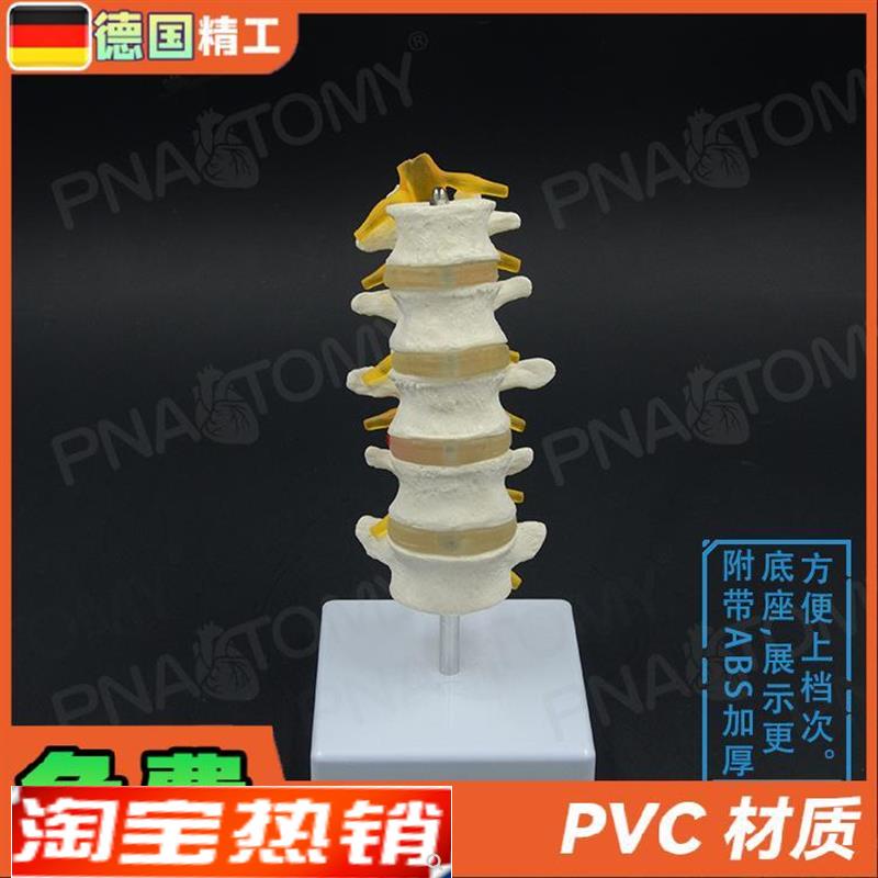 德国】1比1医学人体五节腰椎脊柱骨骼模型椎间R盘脊神经骨科疼痛