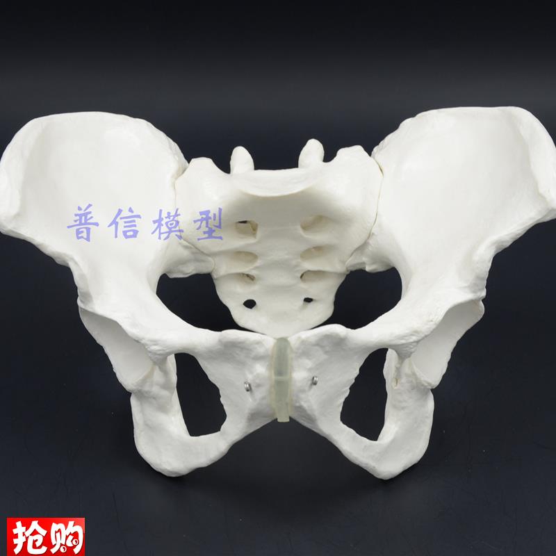 1比1女性骨盆模型髂骨坐骨耻骨演示模型盆骨医Z用骨骼模型