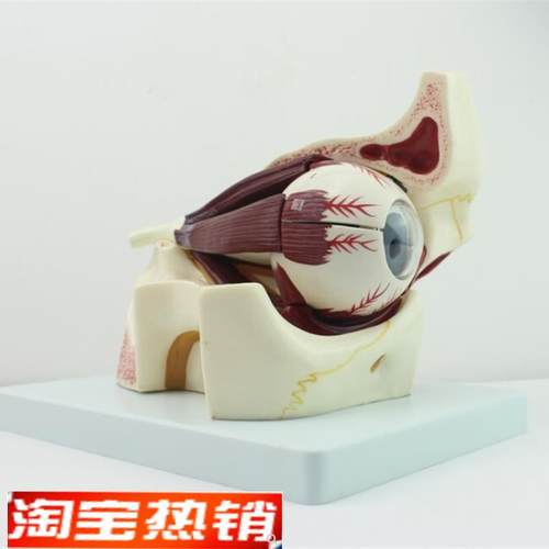 ENOVO颐诺眼球眼眶解剖结构A放大模型人体感觉器医学眼球模型眼