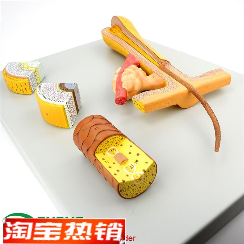 ENOVO颐诺毛发毛囊头发解剖结构模型化妆P美容美发教学培训头发