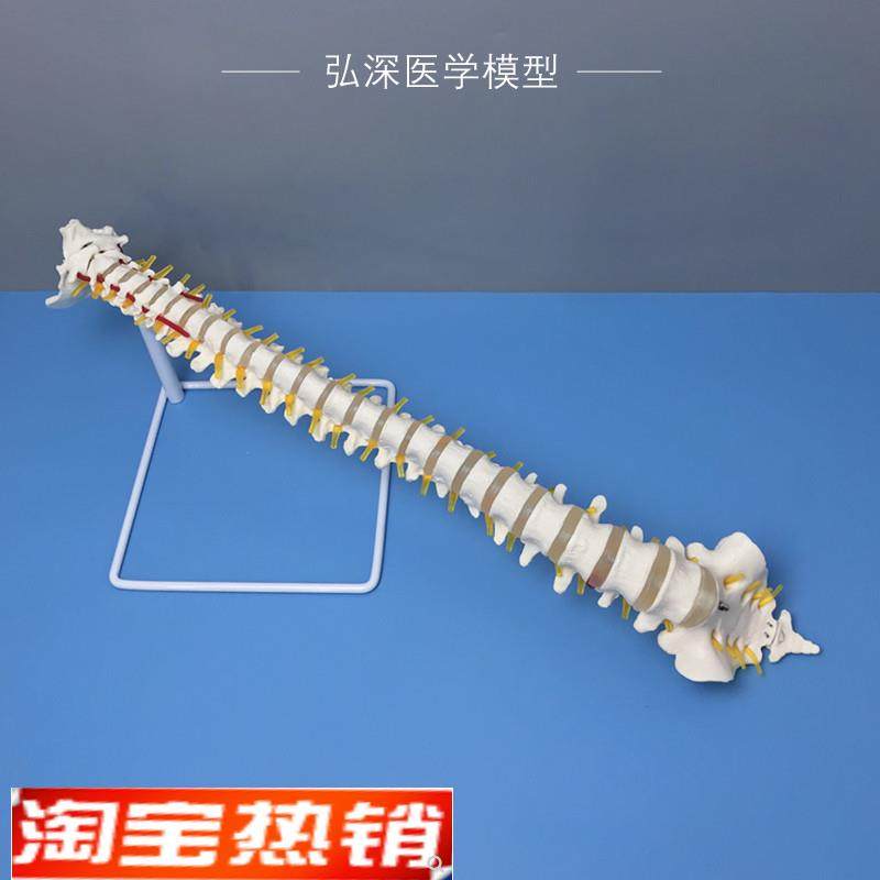 人体脊柱模型1比1脊椎尾骨骼可动弯曲颈胸腰椎Q间盘颈动脉神经教,玩具/童车/益智/积木/模型,其他模型玩具,淘宝优惠券,粉丝福利购,淘宝优惠卷