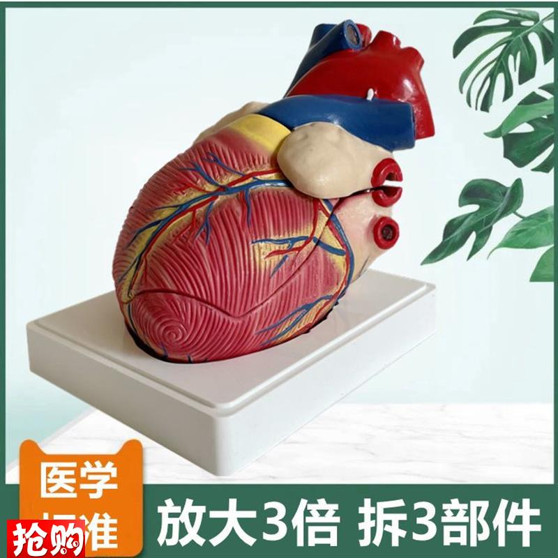 人体心脏模型放大3n倍拆3件主动脉瓣二尖瓣仿真塑胶心血管医用解