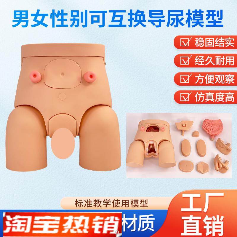 导尿模具高级男女可互换u内外生殖器导尿模型导尿直观练习模具