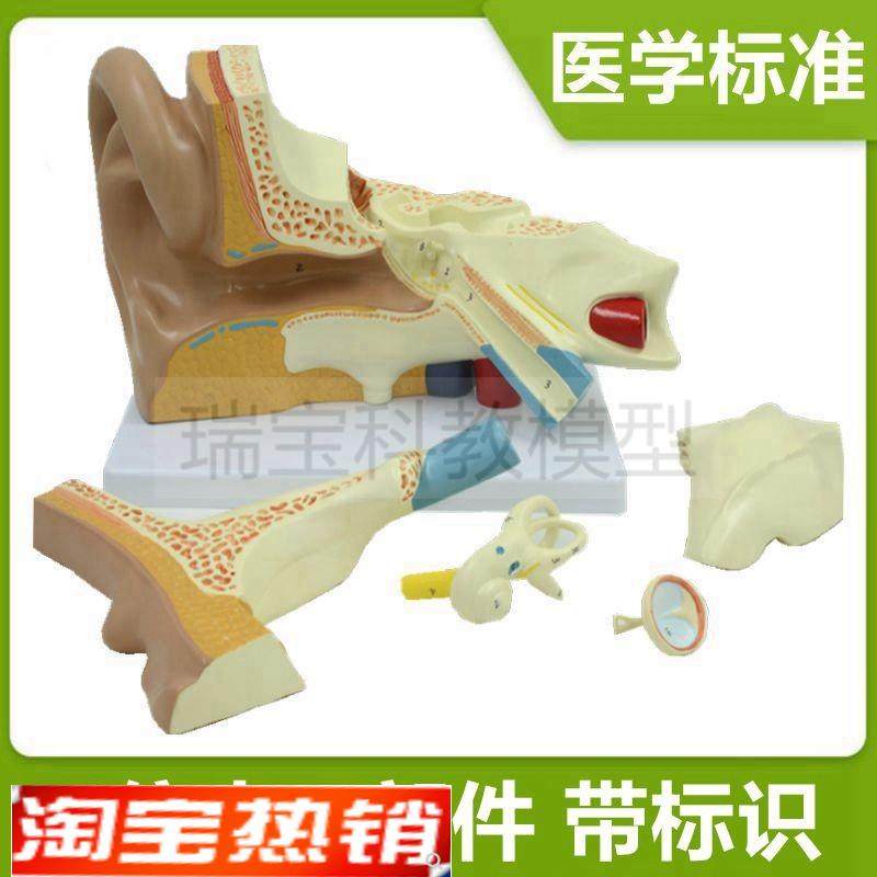 耳朵模型放大4倍拆卸5部件耳蜗迷路E半规管鼓膜听小骨听觉位置器,玩具/童车/益智/积木/模型,其他模型玩具,淘宝优惠券,粉丝福利购,淘宝优惠卷