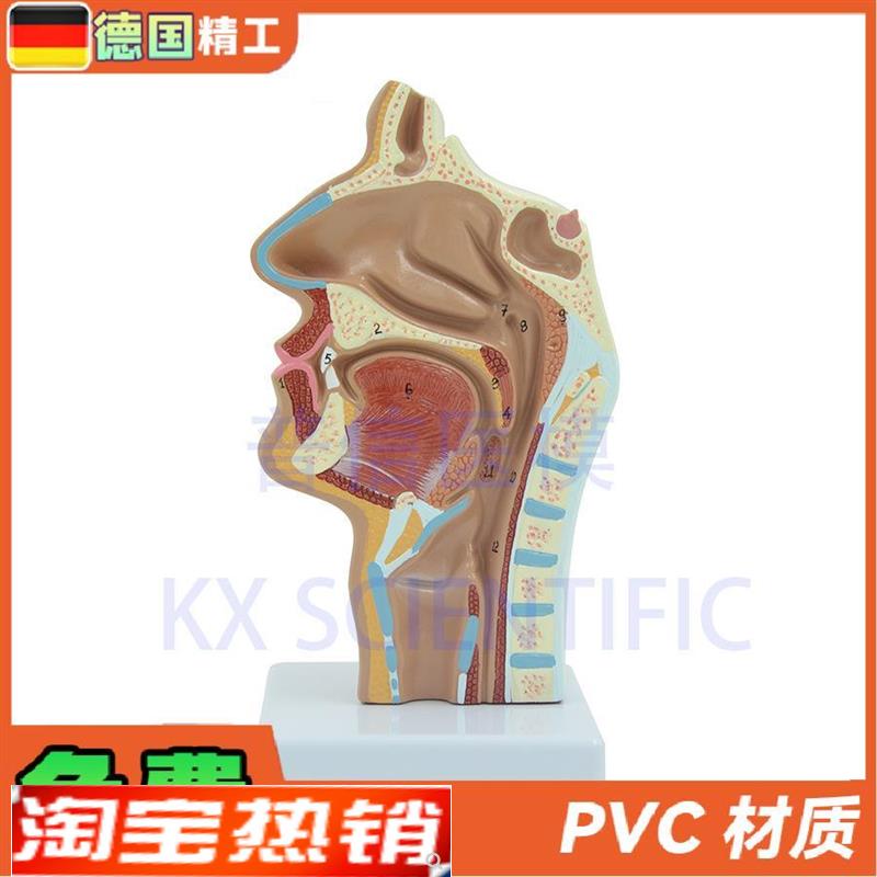 德国】头部解剖口鼻咽喉模型教内C侧面血管神经鼻腔模型医药展示