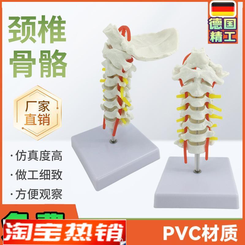 人体颈椎带颈动脉模型神经后枕骨椎间盘颈椎模型脊.柱脊椎模型
