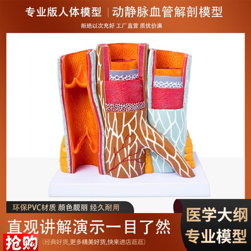 人体血管解剖模型动静脉放大层次结构演示K教学模型学校医院用摆