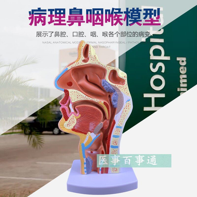 正品人体鼻腔咽喉解剖模型鼻咽腔病理G模型耳鼻喉科医用模型 包邮