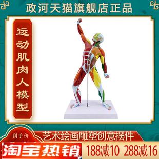政河人体肌肉人模型m艺术用绘画雕塑临摹健身房创意摆件705322