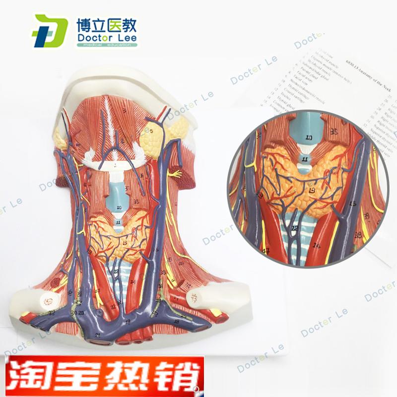 颈部模型颈前肌局解肌肉神经解剖学人体Q教学医学教具模型