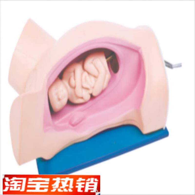 分娩机转示教模型产科分娩模具手摇分T娩机制示教模型