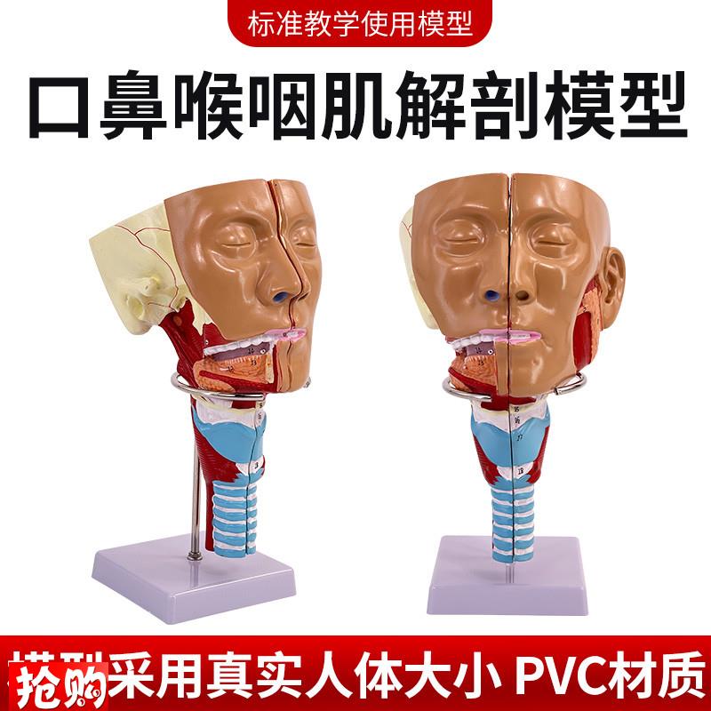 医学鼻咽喉气管咽肌解剖t模型环咽肌会吞咽障碍康复教学演示模型