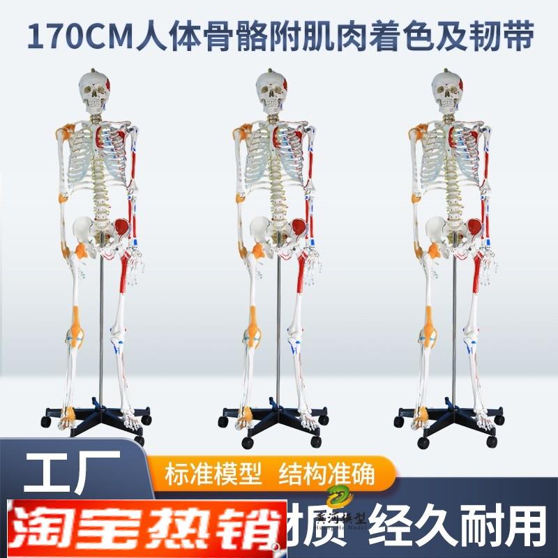 170cm人g体骨骼模型骨架肌肉着色韧带成人小白骷髅全身教学脊椎