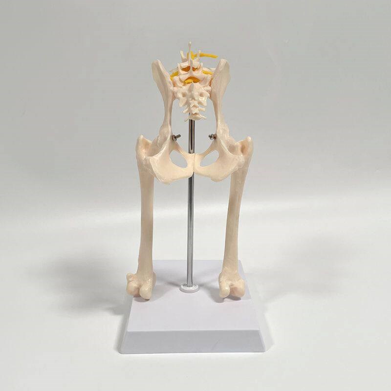 犬骨模型真实倒模骨盆髋关节股骨头功能韧带前肢腿V肩关节肘膝仿