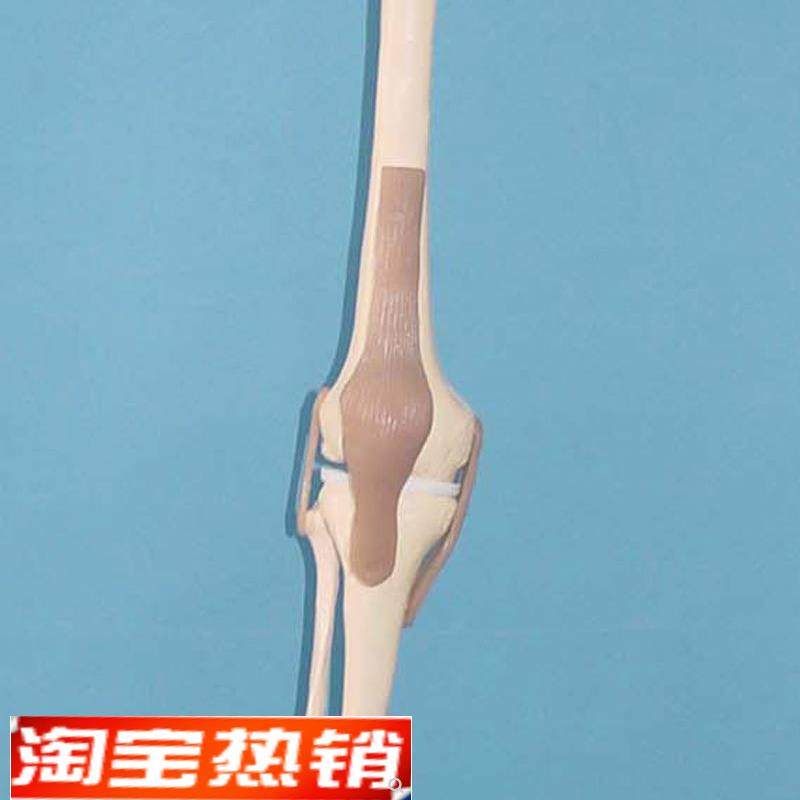 下肢带韧带人体n腿骨韧带,脚关节附韧带腿骨骼模型,文具电教/文化用品/商务用品,教学仪器/实验器材,淘宝优惠券,粉丝福利购,淘宝优惠卷