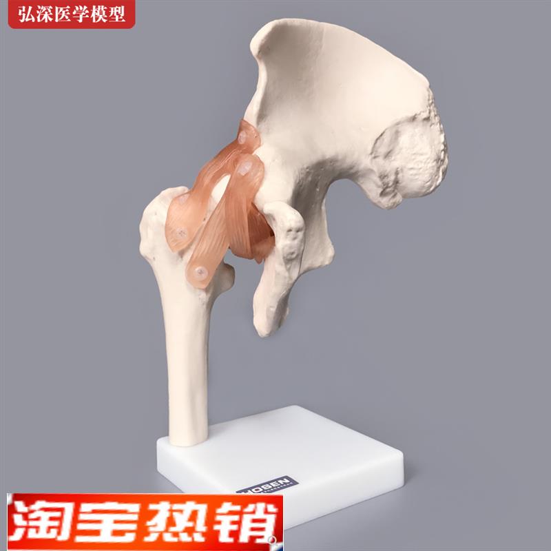 髋关节模型髋骨骼韧带腿骨股骨盆结构骨科O人体医学教学模具教具