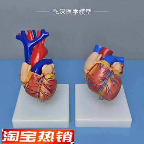 心脏解剖模型人体内脏器官血管结C构心室心房心血管医学科教学模