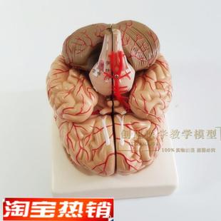 正品医用人体大脑解剖模型大脑模型脑K动脉模型可拆卸9部件