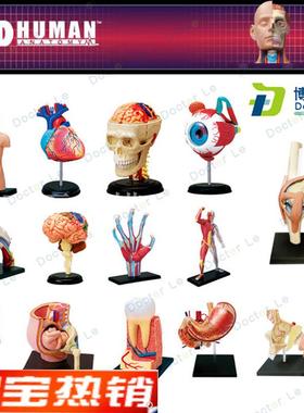 4DMASTER拼装人体模型内脏脑颅骨肌肉手骨架眼耳牙V胃心脏妊娠膝
