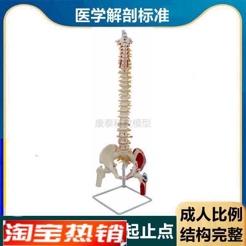 1比1脊柱带肌肉起止点骨盆股骨头可拆卸颈椎胸椎R腰椎正骨瑜伽中