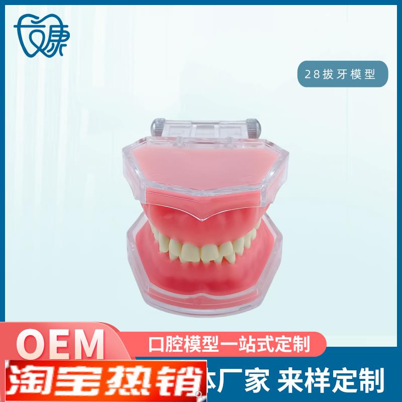 牙科模型牙齿模型拔牙模型全口可拆卸牙模V型软牙龈模型