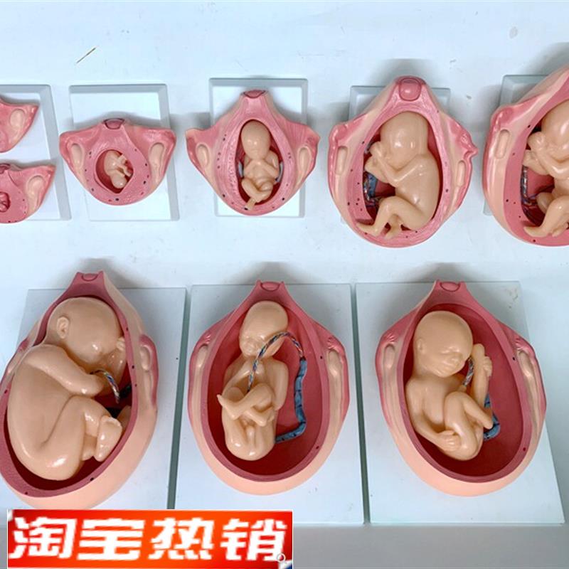 妊娠胚胎发育胎儿形n成发育过程模型计划生育胎儿胚胎教学模型