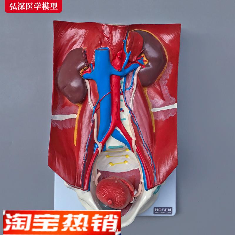 人体泌尿系统模型k肾脏器官结构解剖膀胱输尿管血管教学医学模具