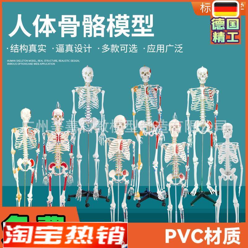人体骨骼模型全身骨架成人小骷髅教学脊柱N模型仿真小白骷髅标本