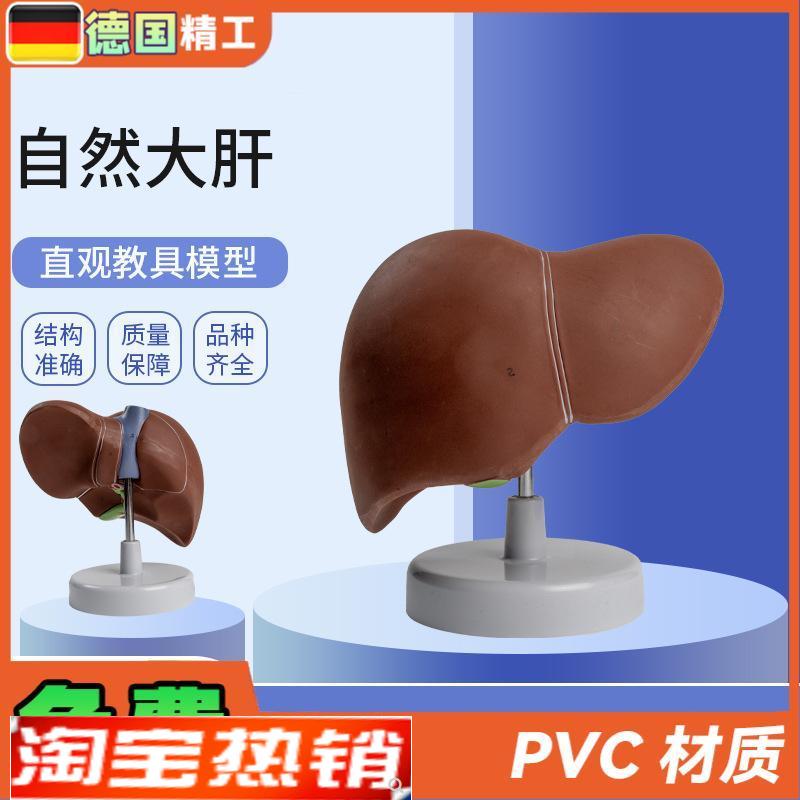 德国】自然大肝自m然大医学教学模型人体解剖模型肝胰解剖模