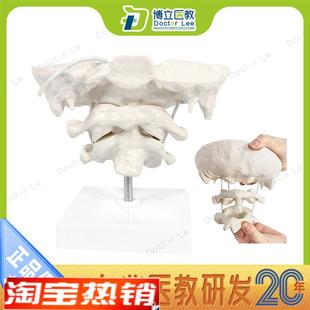 枕骨带寰椎枢椎模型颈椎模型骨骼标G本仿真正骨可活动枕骨模型