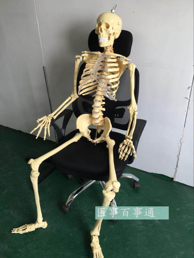 医学专用170cm人m体骨骼模型 骷髅骨架标本 骨骼教学模型脊椎模型