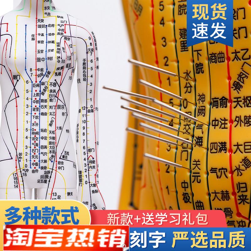 针灸穴位人体模型全身中医十二经络图铜人模特图T可扎针练习小皮