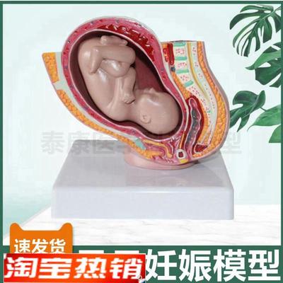 妊娠盆腔模型足月产科胎儿产位产道子宫生殖受精卵Y形成妊娠过程