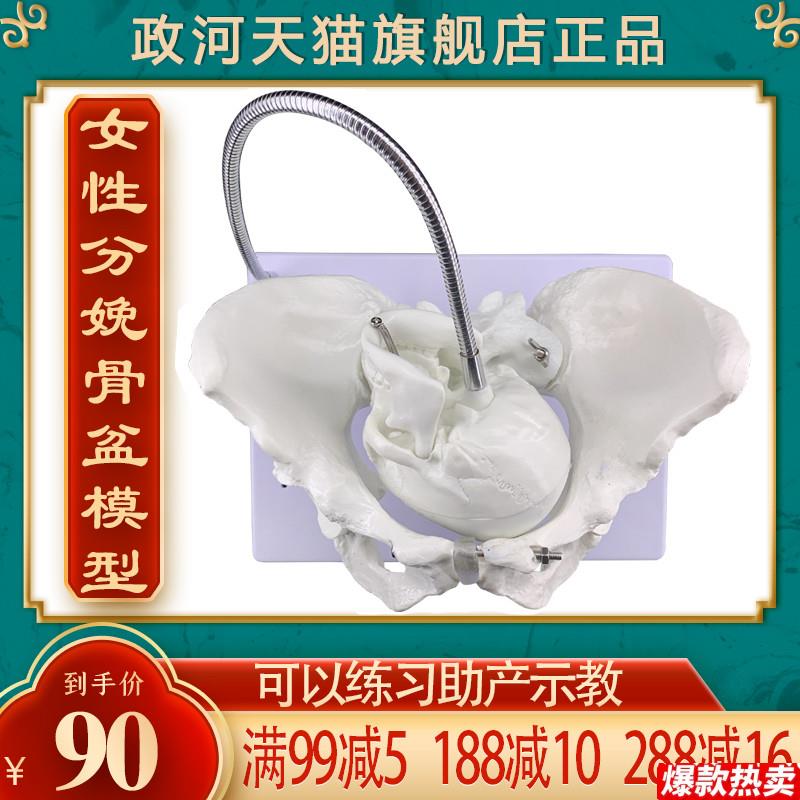 政河女性分娩骨盆模型T产妇助产生育顺产示教具医院学校用婴儿头
