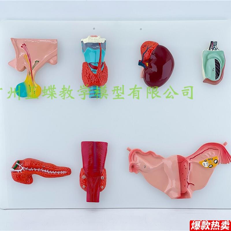正品人体内分泌系统模型内分泌腺医学甲状腺肾V上腺垂体松果体