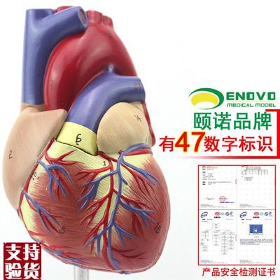 ENOVO颐诺1:1人体心脏模型B超彩超声医学心内科心脏解Z剖教学冠状