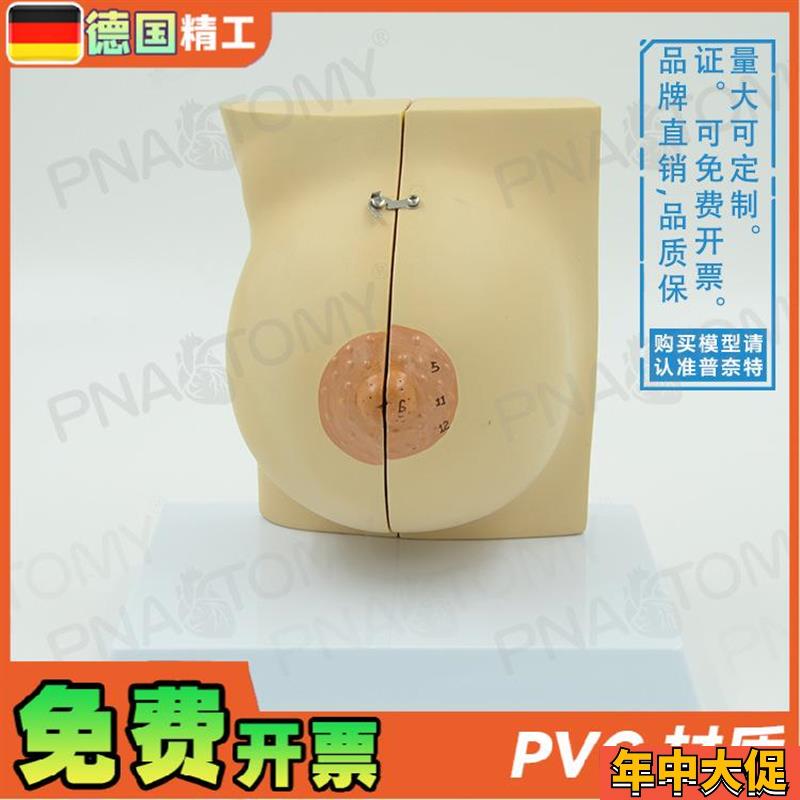 德国】女性仿真乳房n乳腺解剖模型妇产科产后修复培训丰胸整形教